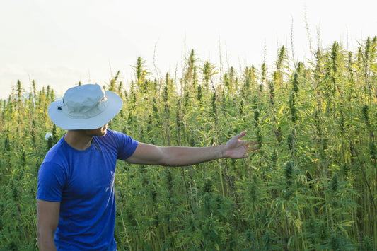 THCa vs. THC: Understanding the Differences and Benefits