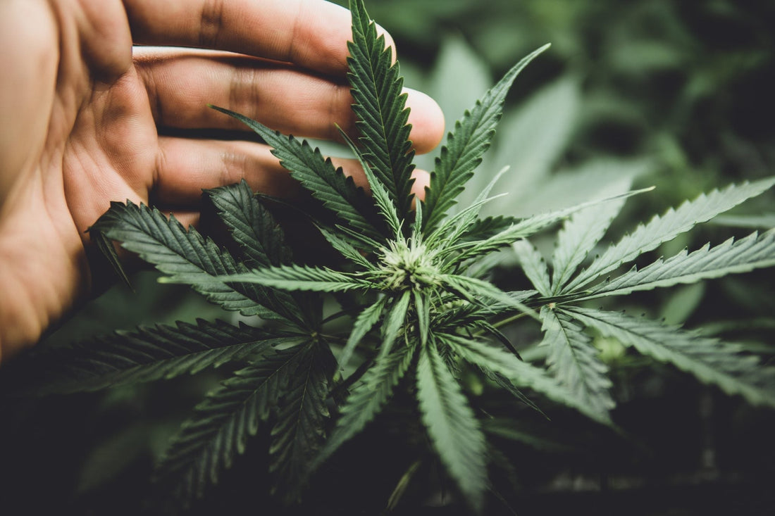 Unlocking the Potential of THCa: A Guide to Its Benefits and Uses