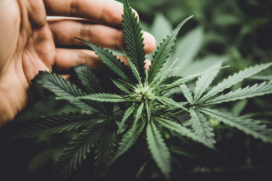 Unlocking the Potential of THCa: A Guide to Its Benefits and Uses