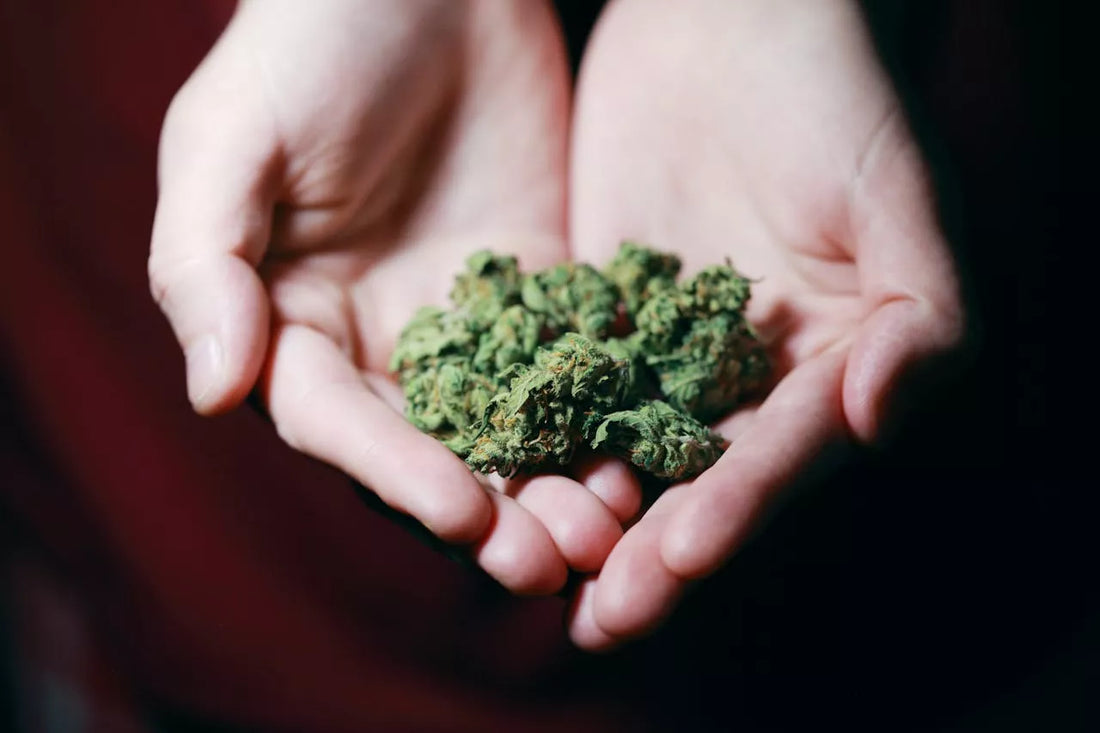 Best Practices for Using THCa Flower: Maximize Potency & Experience