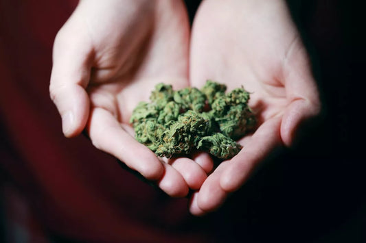 Best Practices for Using THCa Flower: Maximize Potency & Experience