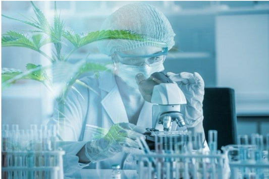 THCa and Brain Health: A Natural Ally